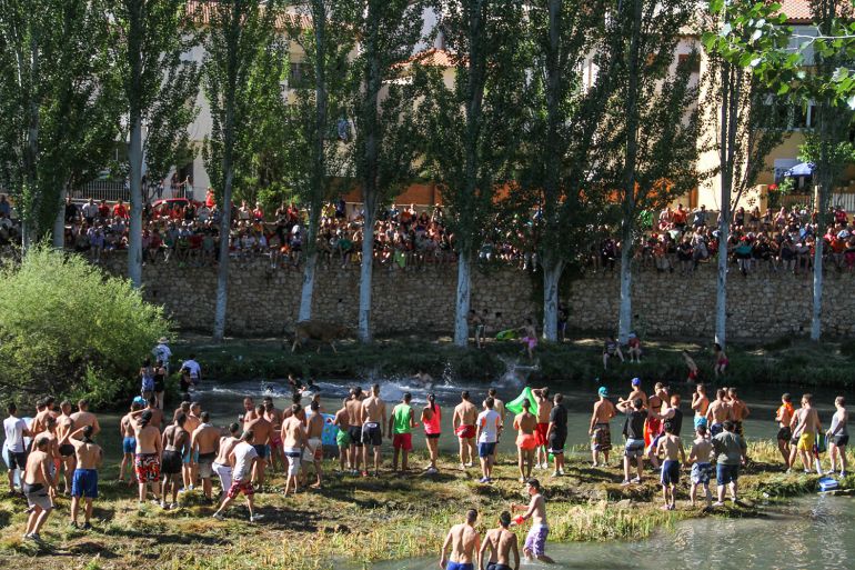 Vacas por el Tajo Vacas por el Tajo