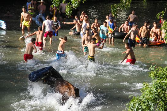Trillo celebra este sabado sus "Vacas por el Tajo" Trillo celebra este sabado sus "Vacas por el Tajo"
