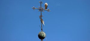 Una cigüeña de Alcalá de Henares Una cigüeña de Alcalá de Henares
