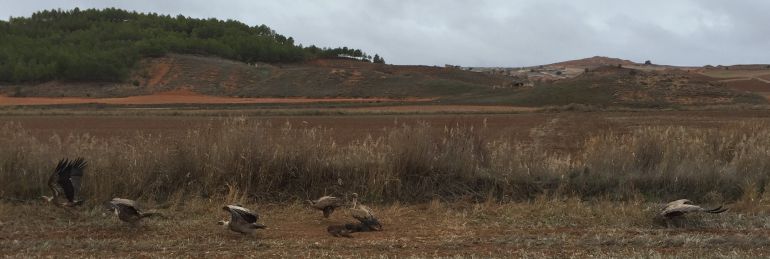 El buitre leonado es un animal necrófago que vive en colonias en distintos lugares de la Serranía de Cuenca. El buitre leonado es un animal necrófago que vive en colonias en distintos lugares de la Serranía de Cuenca.