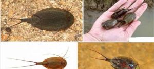Inmovilizada una partida de juguetes en Lugo que podrían contener una especie invasora Inmovilizada una partida de juguetes en Lugo que podrían contener una especie invasora