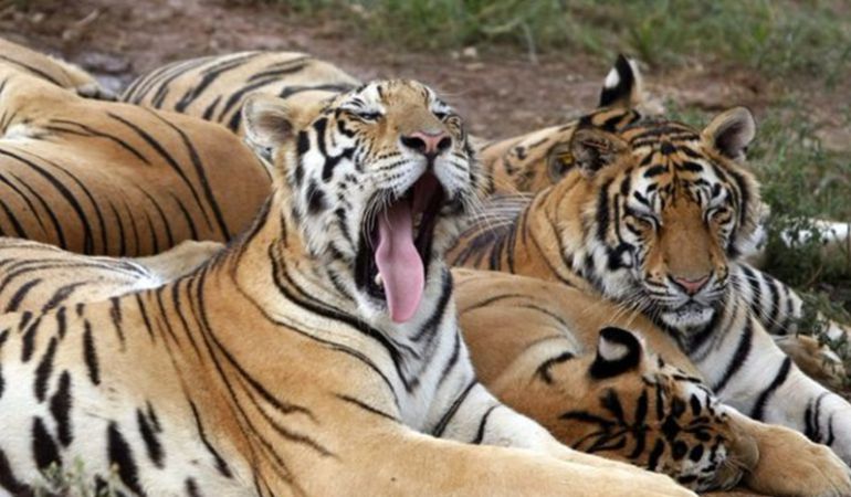 Ejemplares de tigre en una imagen de archivo Ejemplares de tigre en una imagen de archivo