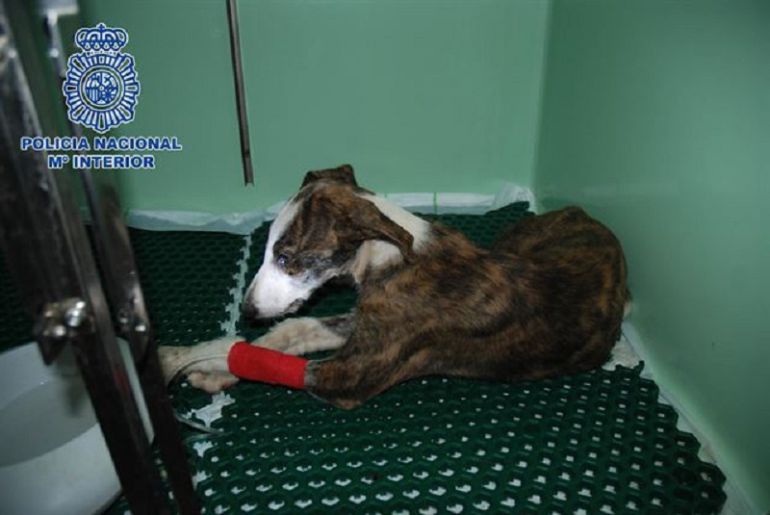 Fotografía de uno de los galgos que llegó a la clínica veterinaria.