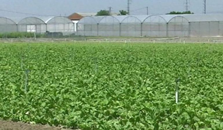 Imágen de la huerta de Fuenlabrada donde se cultiva la acelga autóctona muy apreciada en la región. Imágen de la huerta de Fuenlabrada donde se cultiva la acelga autóctona muy apreciada en la región.