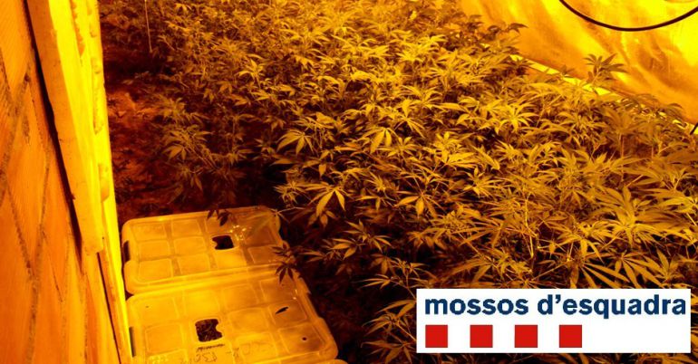 Els Mossos d'Esquadra tanquen cautelarment la seu d'una associació del cànnabis de la Noguera per tràfic de drogues. És una plantació que van trobar a la granja propietat del condemnat, al 11-01-2014. Els Mossos d'Esquadra tanquen cautelarment la seu d'una associació del cànnabis de la Noguera per tràfic de drogues. És una plantació que van trobar a la granja propietat del condemnat, al 11-01-2014.