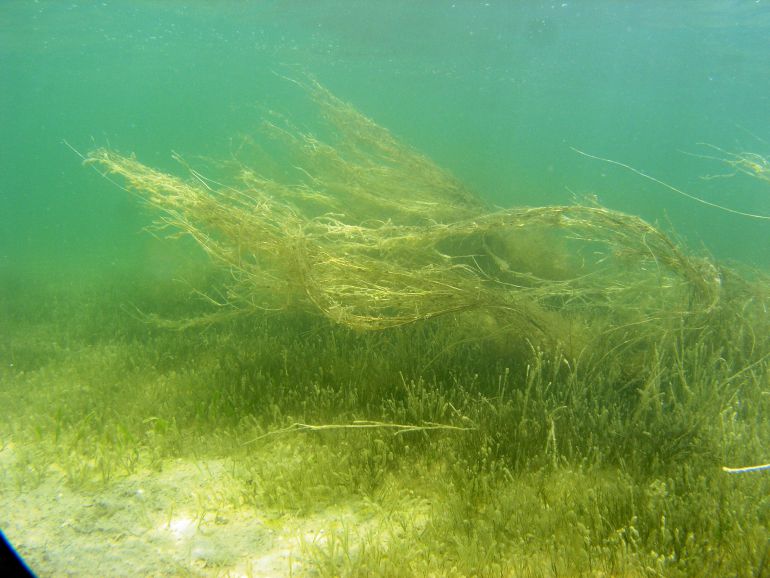 Pradera marina de otra angiosperma muy abundante en el Mar Menor, Ruppia cirrhosa Pradera marina de otra angiosperma muy abundante en el Mar Menor, Ruppia cirrhosa