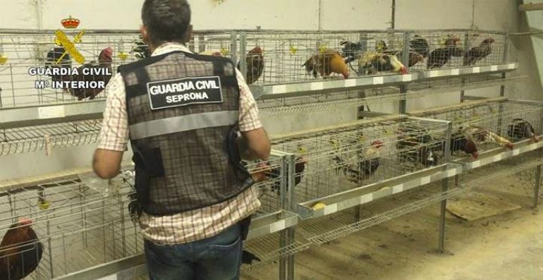 Diecisiete detenidos por peleas de gallos Diecisiete detenidos por peleas de gallos