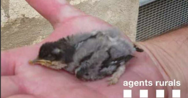 Imatge d'un pollet d'oreneta cuablanca recuperat a Camarasa. Imatge capturada del Twitter dels Agents Rurals, el 17 de juliol del 2016 Imatge d'un pollet d'oreneta cuablanca recuperat a Camarasa. Imatge capturada del Twitter dels Agents Rurals, el 17 de juliol del 2016