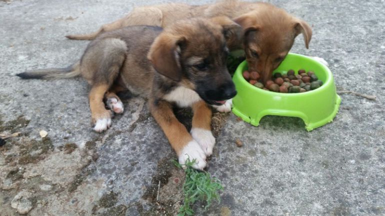 Dos de los cachorros abandonados que esperan una familia en el Refugio de Plasencia Dos de los cachorros abandonados que esperan una familia en el Refugio de Plasencia