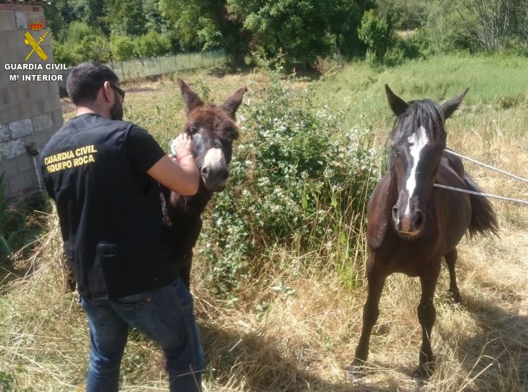 Los dos equinos han sido recuperados por la Guradia Civil Los dos equinos han sido recuperados por la Guradia Civil
