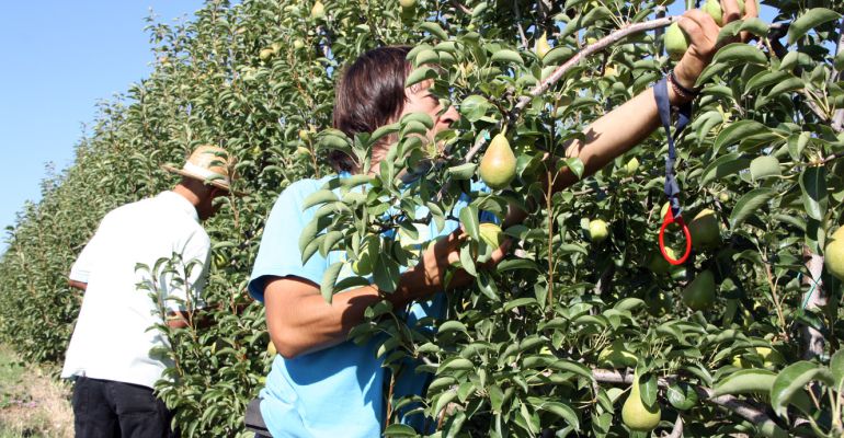 Persones recollint la collita de pera en una plantació a Lleida Persones recollint la collita de pera en una plantació a Lleida