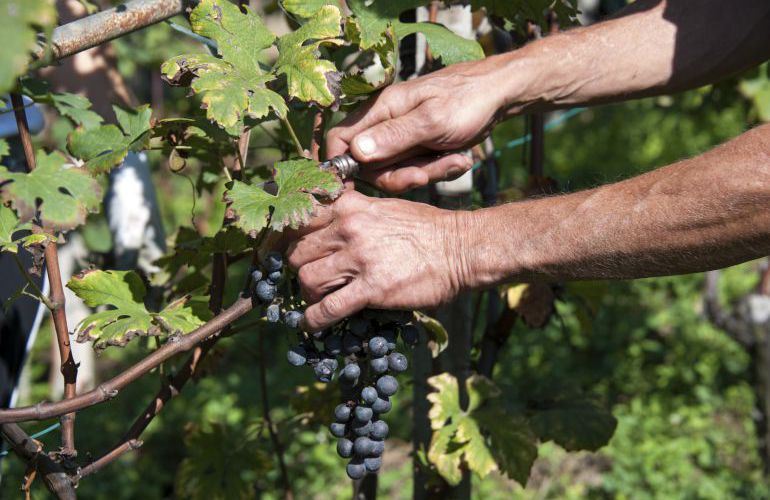 Cerca de 500 albaceteños participarán en la vendimia francesa Cerca de 500 albaceteños participarán en la vendimia francesa