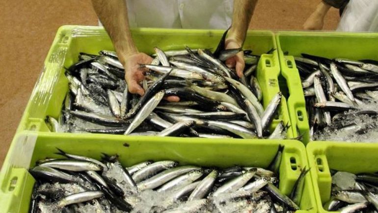 Anchoas a la venta en una lonja del Cantábrico. Anchoas a la venta en una lonja del Cantábrico.