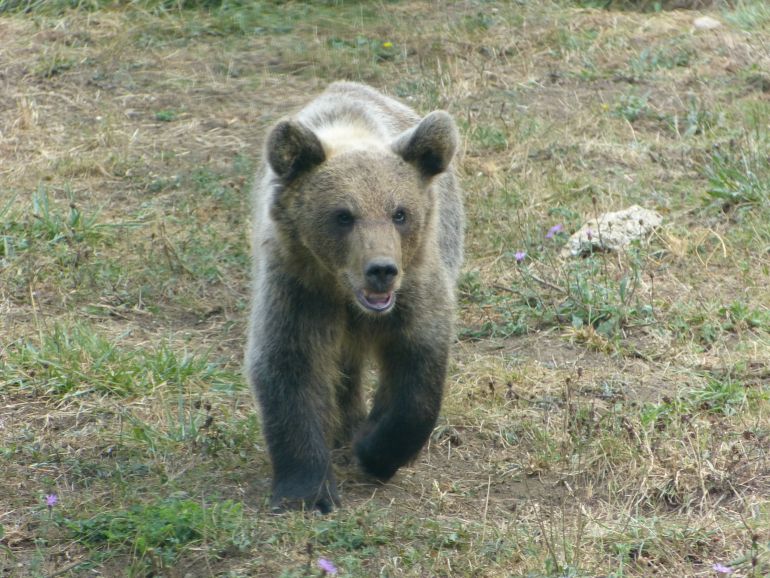 Ejemplar de oso pardo Ejemplar de oso pardo