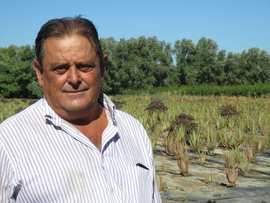 Gumersindo Castillo en su plantación de aloe vera, stevia y humus de lombriz Gumersindo Castillo en su plantación de aloe vera, stevia y humus de lombriz