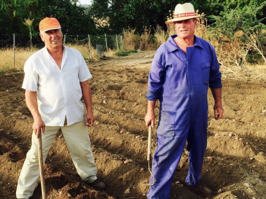 Manuel y Miguel preparando la tierra para sembrar las patatas / FELIPE MOLINA Manuel y Miguel preparando la tierra para sembrar las patatas / FELIPE MOLINA