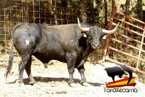 Uno de los toros de Campo Bravo que se soltarán en el encierro de este año. Uno de los toros de Campo Bravo que se soltarán en el encierro de este año.