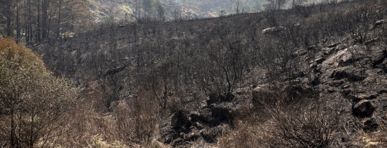 Zona quemada por el incendio forestal de Melón Zona quemada por el incendio forestal de Melón