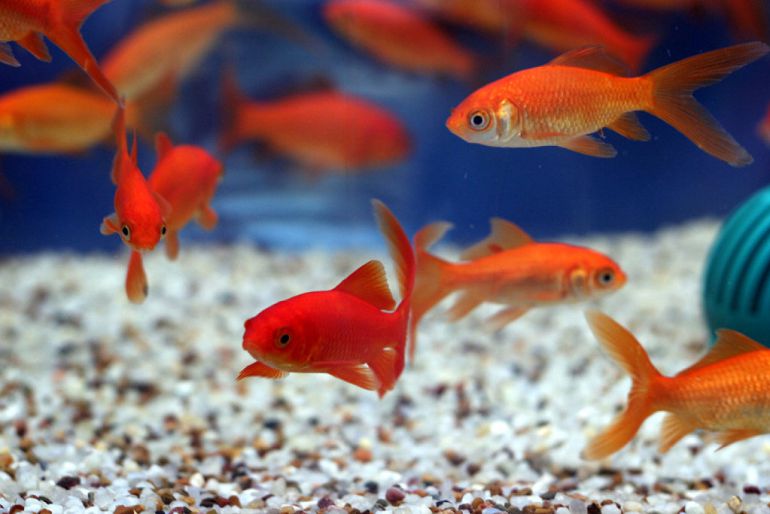 Casi 600.000 euros para censar los peces vulnerables de las reservas marinas Casi 600.000 euros para censar los peces vulnerables de las reservas marinas