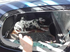 La Policía de Badajoz rescata de un coche a un perro con síntomas de asfixia La Policía de Badajoz rescata de un coche a un perro con síntomas de asfixia