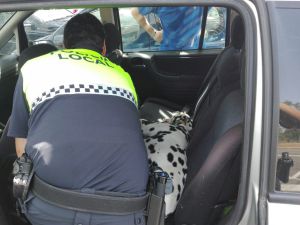 La Policía de Badajoz rescata de un coche a un perro con síntomas de asfixia La Policía de Badajoz rescata de un coche a un perro con síntomas de asfixia