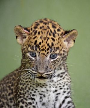 Cría de Leopardo Cría de Leopardo