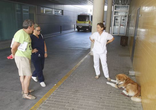 Una perra espera a su dueña a las puertas del Hospital de Elda Una perra espera a su dueña a las puertas del Hospital de Elda
