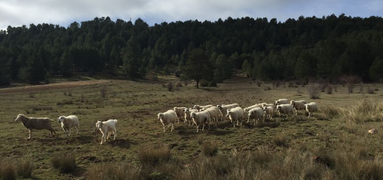Un tren atropella un rebaño de ovejas a la altura de Víllora