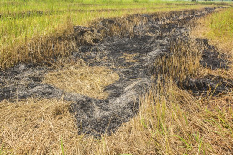 Aunque la conselleria busca alternativas, este año también autorizará la quepa de la paja del arroz porque es la única solución viable Aunque la conselleria busca alternativas, este año también autorizará la quepa de la paja del arroz porque es la única solución viable
