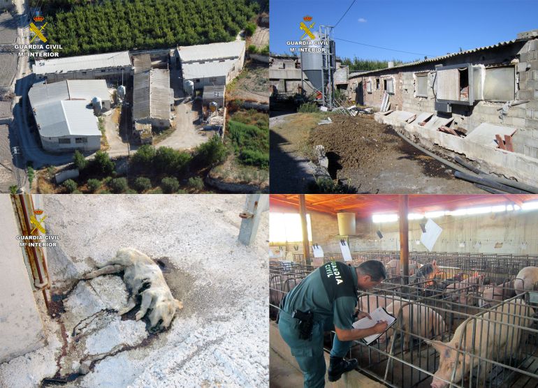 Detenido por tener cerdos muertos en una granja insalubre Detenido por tener cerdos muertos en una granja insalubre