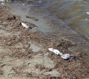 Aparecen cientos de peces muertos en La Manga del Mar Menor Aparecen cientos de peces muertos en La Manga del Mar Menor