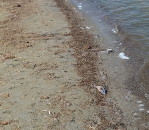 Aparecen cientos de peces muertos en La Manga del Mar Menor Aparecen cientos de peces muertos en La Manga del Mar Menor