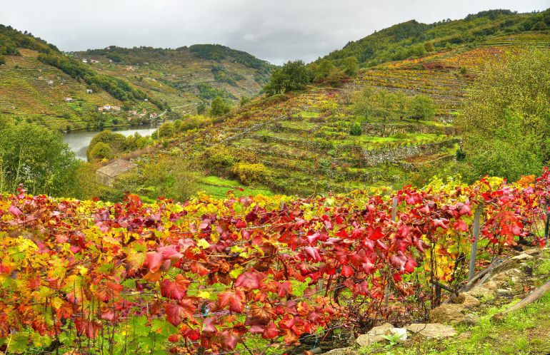 Inicio de la vendimia en la Ribeira Sacra Inicio de la vendimia en la Ribeira Sacra