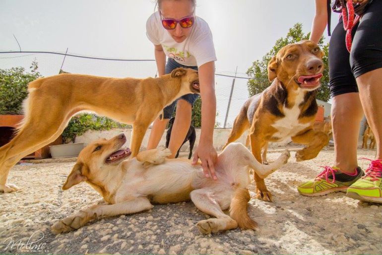 Más de 30 perros y gatos buscan dueño Más de 30 perros y gatos buscan dueño