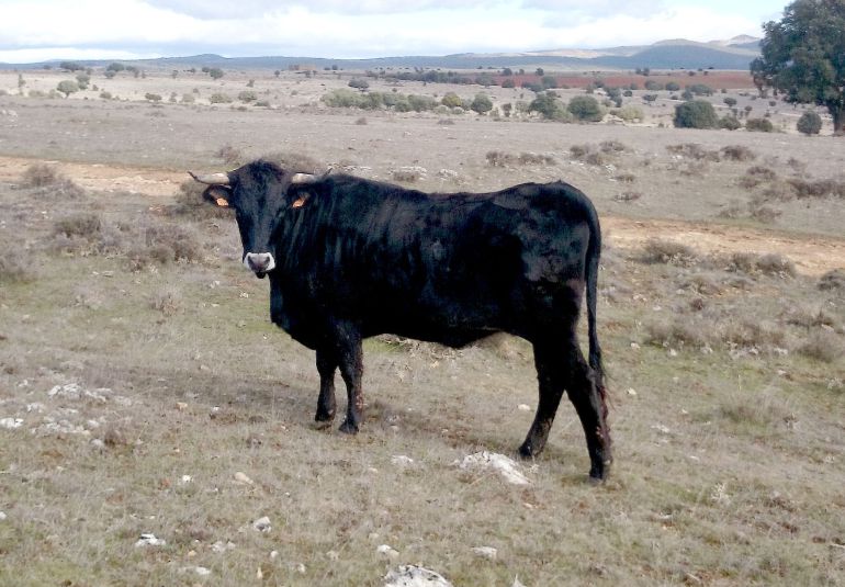 Agricultura dictamina las ayudas para la raza serrana negra con 45.000 euros Agricultura dictamina las ayudas para la raza serrana negra con 45.000 euros