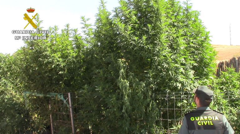Algunas de las plantas de marihuana sobrepasaban en altura el vallado de la parcela. Algunas de las plantas de marihuana sobrepasaban en altura el vallado de la parcela.