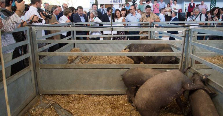 Feria agroganadera de Zafra Feria agroganadera de Zafra