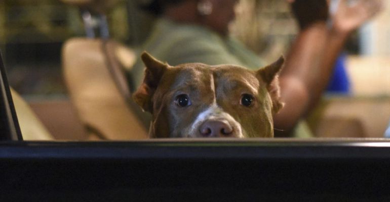 Un perro se asoma a la ventanilla de un coche Un perro se asoma a la ventanilla de un coche