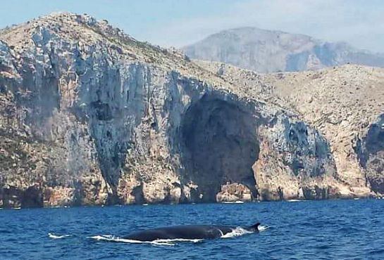Rorcual común Rorcual común