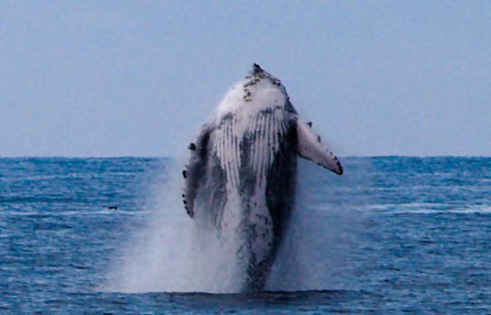 Ballena jorobada Ballena jorobada