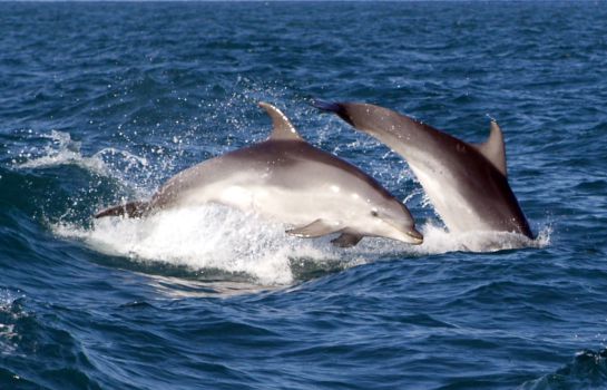 Delfines Delfines
