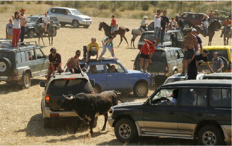 PACMA denunciará a 4 ayuntamientos de Guadalajara por encierros en el campo PACMA denunciará a 4 ayuntamientos de Guadalajara por encierros en el campo