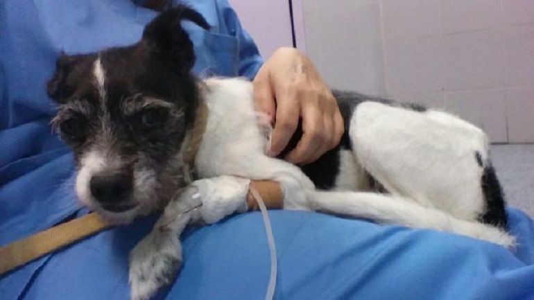 Imagen en el veterinario del perro envenado con antidepresivos Imagen en el veterinario del perro envenado con antidepresivos