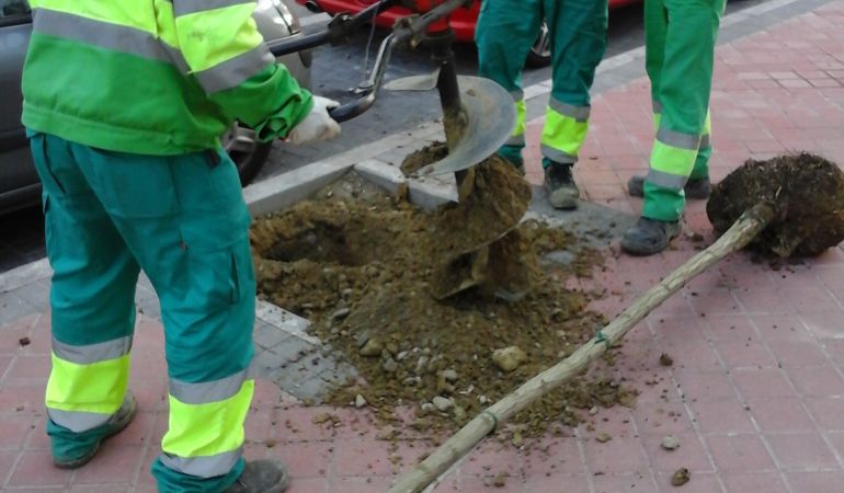 La renovación del arbolado será una de las inversiones del PRISMA La renovación del arbolado será una de las inversiones del PRISMA