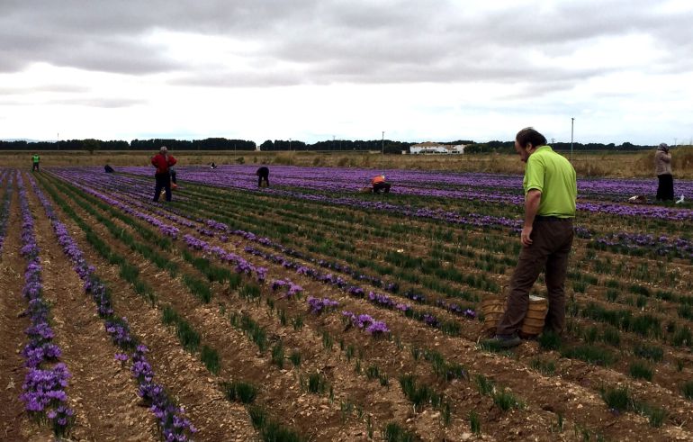 Los alumnos conocerán el proceso completo, desde la plantación a la recogida y la monda del azafrán Los alumnos conocerán el proceso completo, desde la plantación a la recogida y la monda del azafrán
