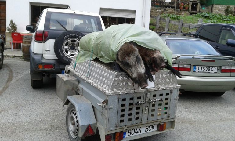 Dos jabalíes abatidos por una cuadrilla en una cacería autorizada en Caso, en el Parque Natural de Redes. Dos jabalíes abatidos por una cuadrilla en una cacería autorizada en Caso, en el Parque Natural de Redes.