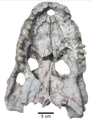 PLOS ONE: Dos “conquenses” en el Top Ten mundial de los fósiles de vertebrados de 2016 PLOS ONE: Dos “conquenses” en el Top Ten mundial de los fósiles de vertebrados de 2016