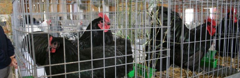Una empresa va a criar 75.000 pollos a la semana en Ventas de San Julián Una empresa va a criar 75.000 pollos a la semana en Ventas de San Julián