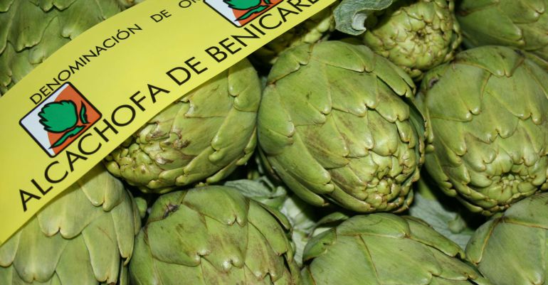 Este 10 de novembre comença oficialmente la campanya de la carxofa amb DO Benicarló Este 10 de novembre comença oficialmente la campanya de la carxofa amb DO Benicarló