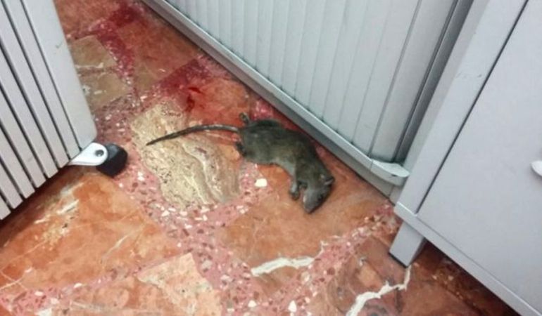 El roedor fue cazado esta semana en las dependencias de Pinto El roedor fue cazado esta semana en las dependencias de Pinto